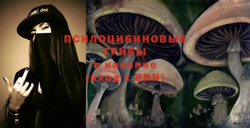 Псилоцибиновые грибы Cubensis  Шелехов 